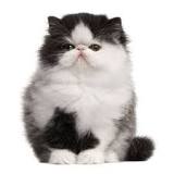gato persa bebe precio