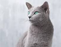 gato gris ojos azules