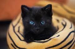 ¿Qué raza es el gato color negro?