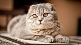 ¿Cómo se llama el gato que tiene las orejas caídas?