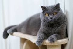 gato scottish fold azul