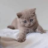 gato british bebe