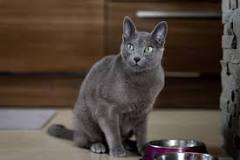 british azul gato
