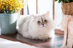 ¿Cómo saber si un gato persa es de raza pura?