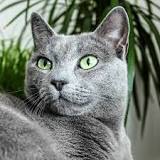 gato azul britanico