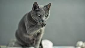 gato ingles azul