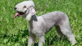 ¿Qué tipo de pelo tiene el Bedlington Terrier?
