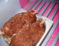 ¿Cuánto tarda en poner huevos una gallina Sussex?