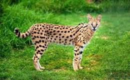 gato serval precio