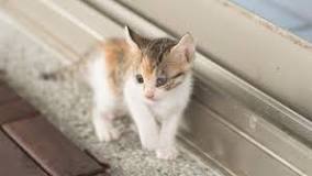 ¿Cuánto cuesta un gato de angora bebé?