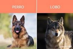 perro lobo iberico vs perro lobo checoslovaco