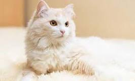 gato angora blanco bebe
