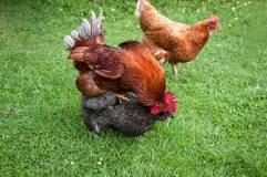 ¿Cómo fecunda el gallo a la gallina?