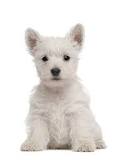 west highland white terrier precio