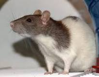 cuanto vive una rata domestica