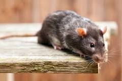 rata dumbo esperanza de vida