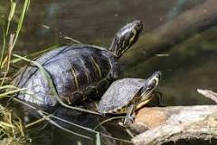 que comen las tortugas de agua domésticas