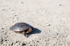 cuanto vive una tortuga de agua doméstica