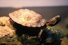 cuanto viven las tortugas de agua dulce