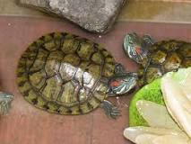 cuanto vive una tortuga de florida