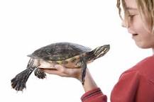 cuanto viven las tortugas de agua dulce