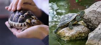 razas tortugas de agua