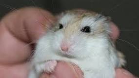 hamster roborowski bebe
