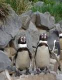 alimentacion pinguinos