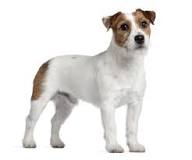 ¿Cómo son los perros Russell terrier?
