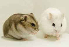 hamsters pequeños