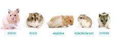 razas de hamster que no muerden
