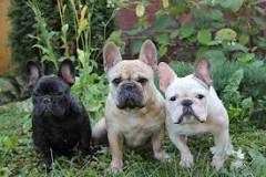 ¿Cómo saber que un French Bulldog es puro?