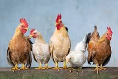 remedios caseros para la gripe de las gallinas