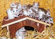 cómo se reproducen las ratas