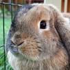 ¿Cómo se llaman los conejos de pelo largo?