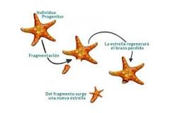 ¿Cómo se reproducen asexualmente la estrella de mar?