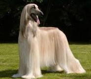 raza de perro con pelo largo