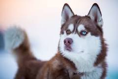 perro gris ojos azules raza