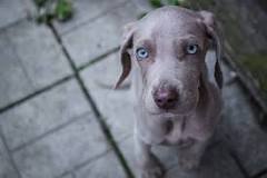 perro con los ojos azules