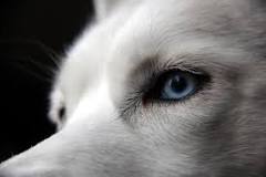 perro blanco con ojos azules