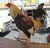 ¿Cuánto mide un gallo y una gallina?