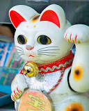 gato raza china