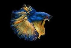 peces betta azules
