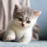 gato angora bebe