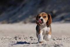 cuánto cuesta un beagle