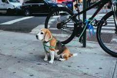 cuánto cuesta un beagle