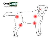 ¿Cómo se cura la úlcera en perros?