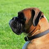 ¿Cómo saber si un perro pastor alemán es original?