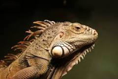 ¿Cómo se llaman las iguanas más pequeñas?