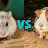 ¿Cuál es el mejor roedor para un niño?